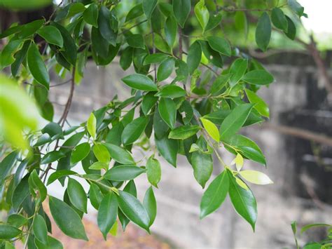 避邪圖|各種避邪植物：抹草（茉草）、榕樹葉、芙蓉葉 – G. T. Wang